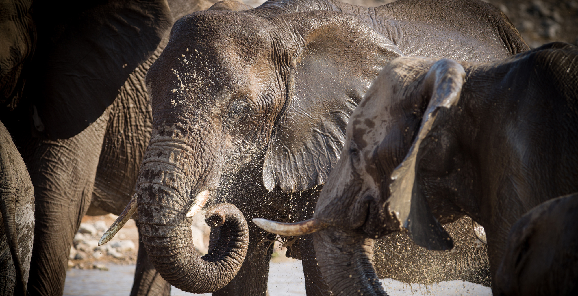 Namibia-Etosha-National-Park-Wildlife-Elephant