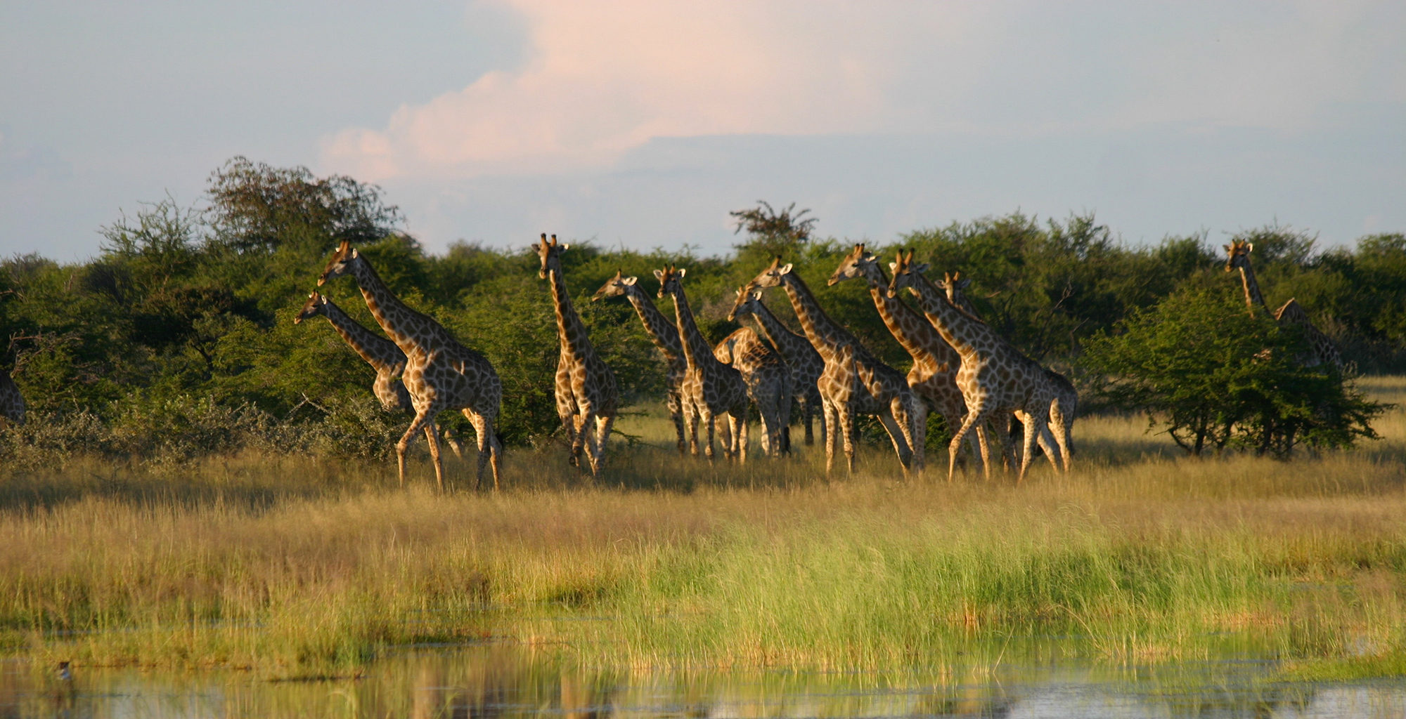 Namibia-Etosha-National-Park-Wildlife-Giraffe