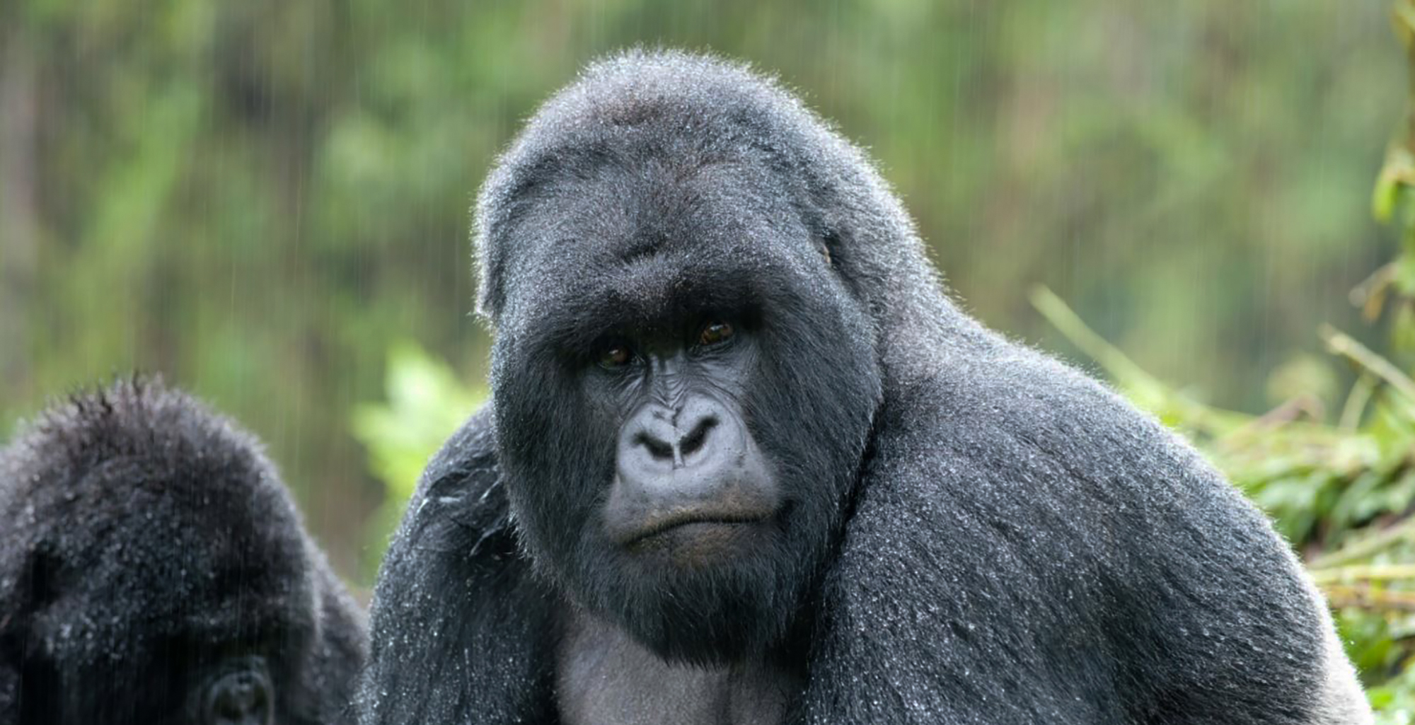 Uganda-Mount-Gahinga-Gorilla