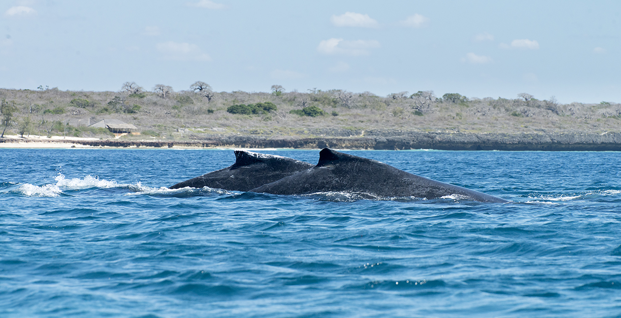 Mozambique-Nampula-Ilha-Nuarra-Lodge-Whales