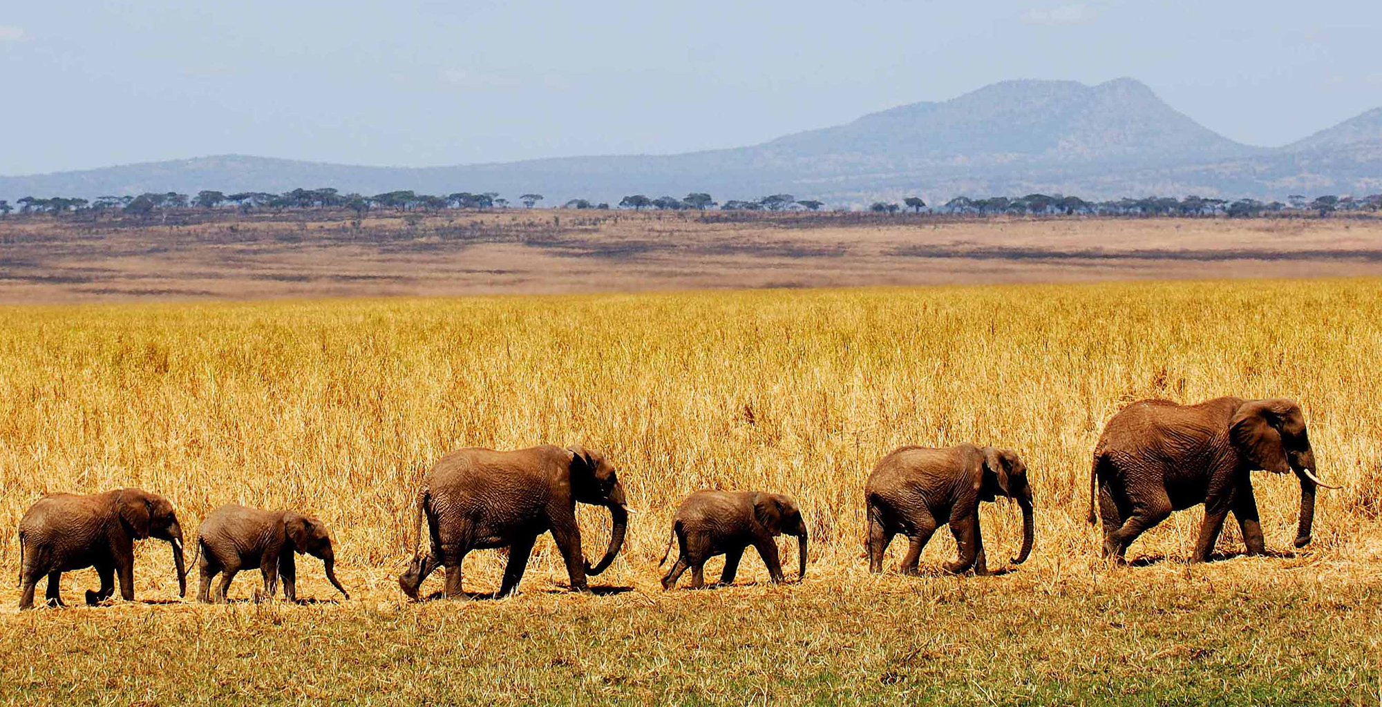 Tanzania-Kuro-Tarangire-Wildlife-Elephants