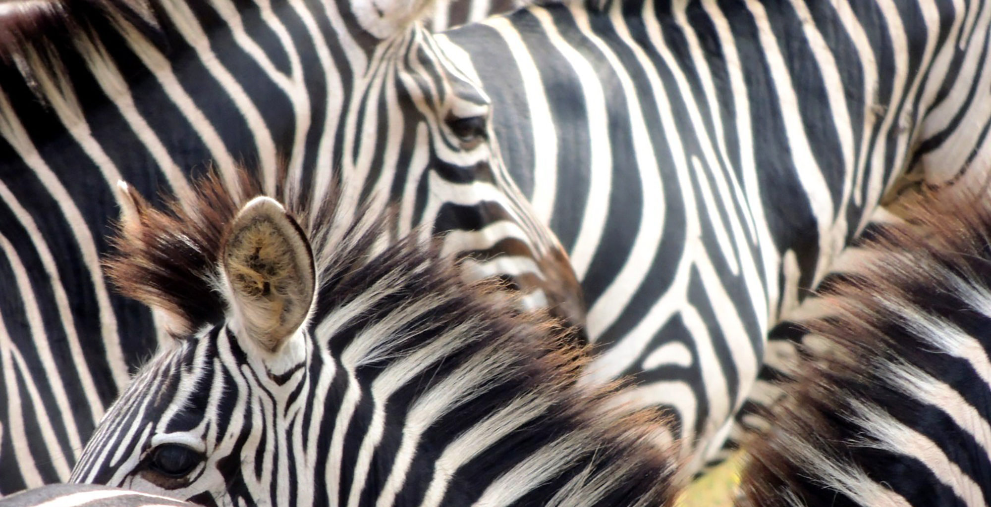 Uganda-Lake-Mburo-Zebra