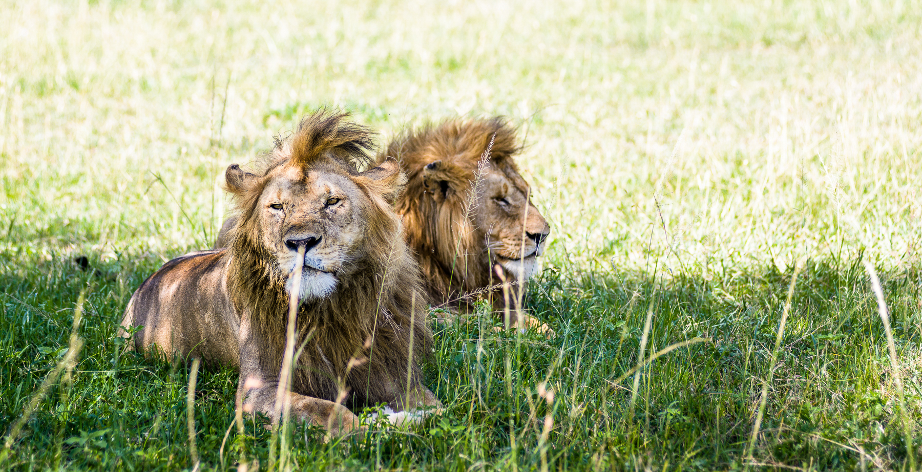 Singita Sabora Camp Lions