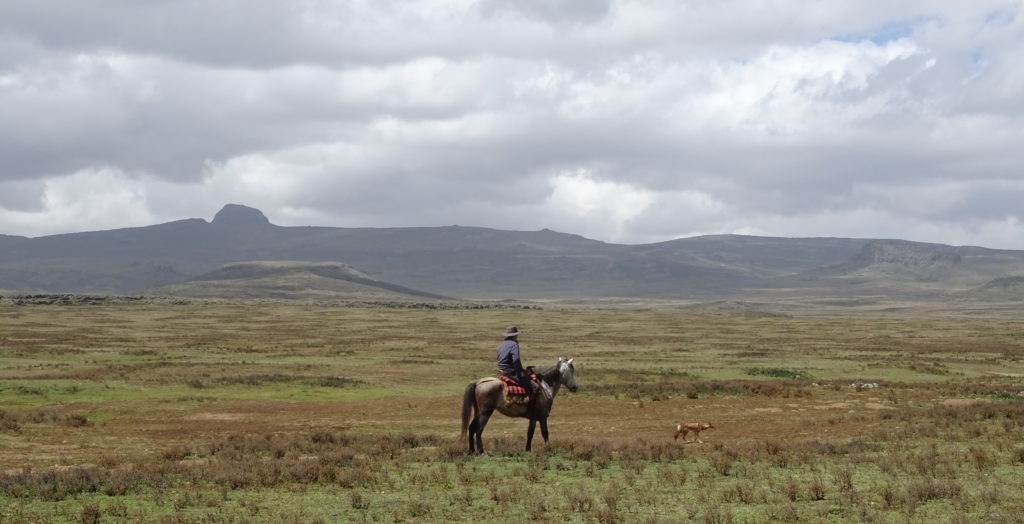 Guy Pelly tracking an Ethiopian wolf through the Bale Mountains