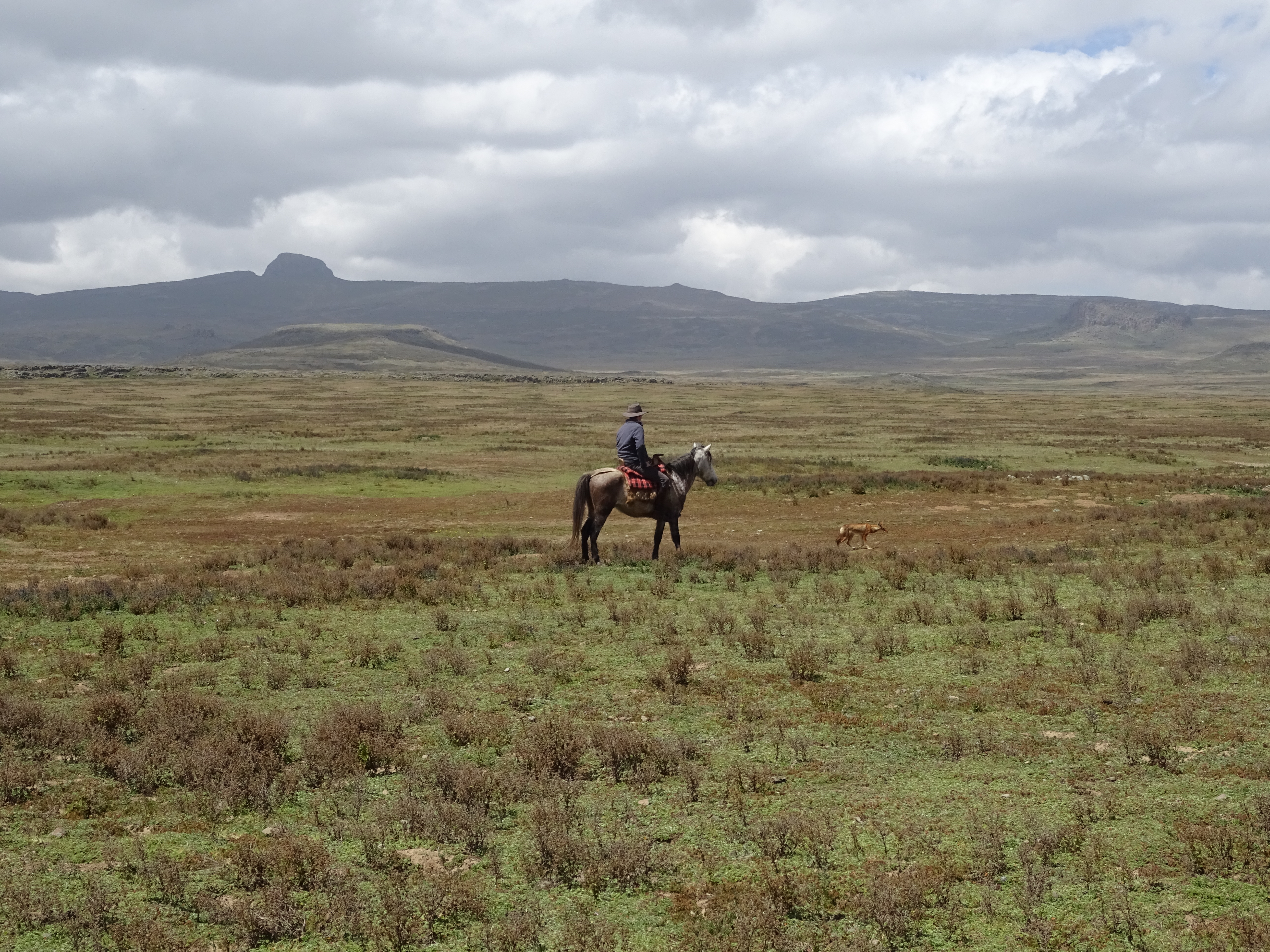 Guy Pelly tracking an Ethiopian wolf through the Bale Mountains