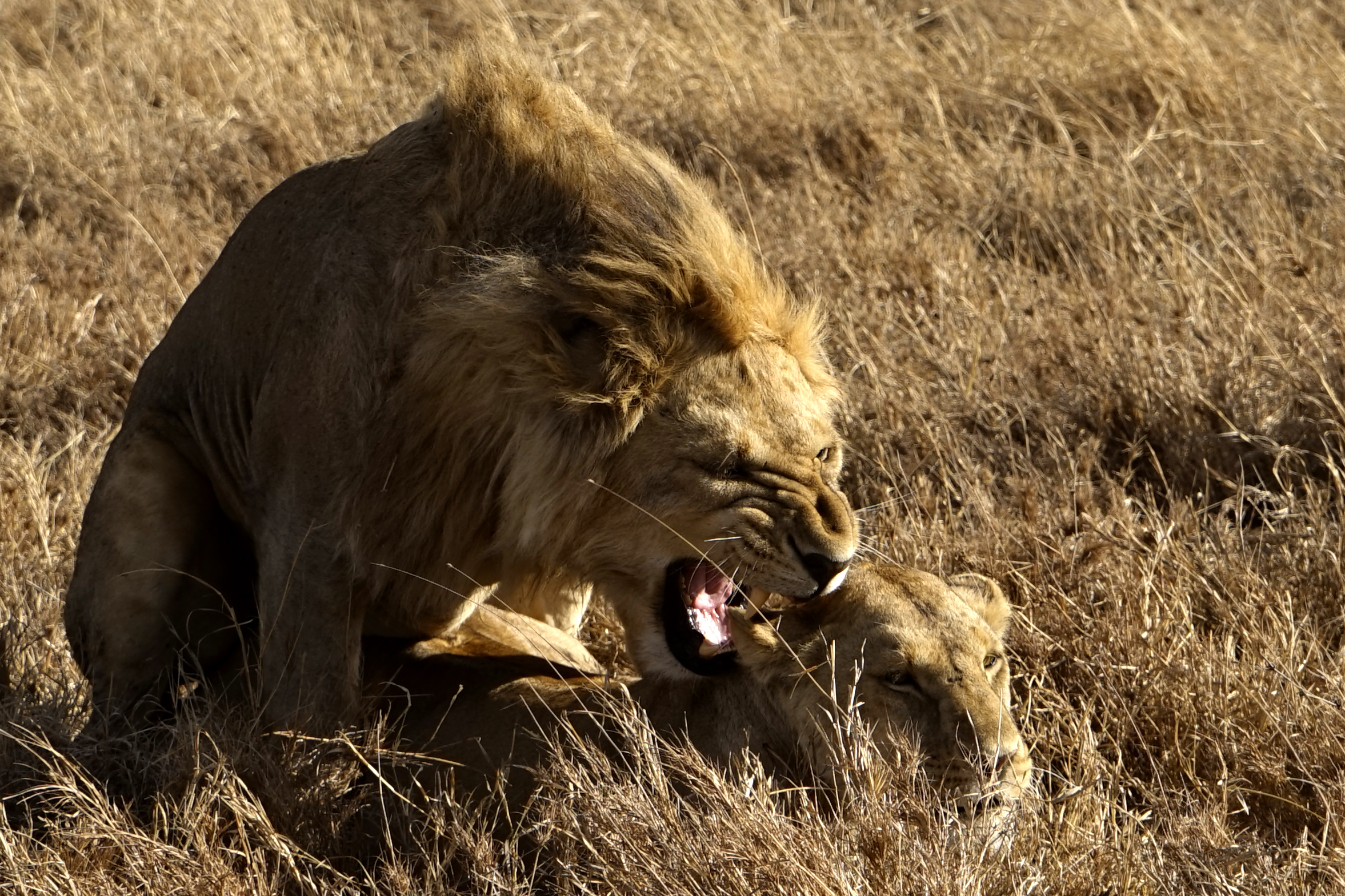 Lions mating in the Ngorongoro Crater, Tanzania