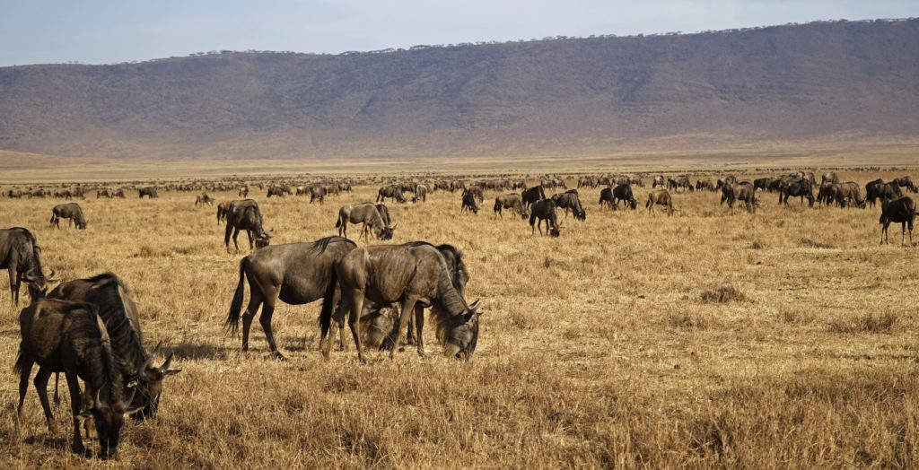Wildebeest grazing, Ngorongoro Crater