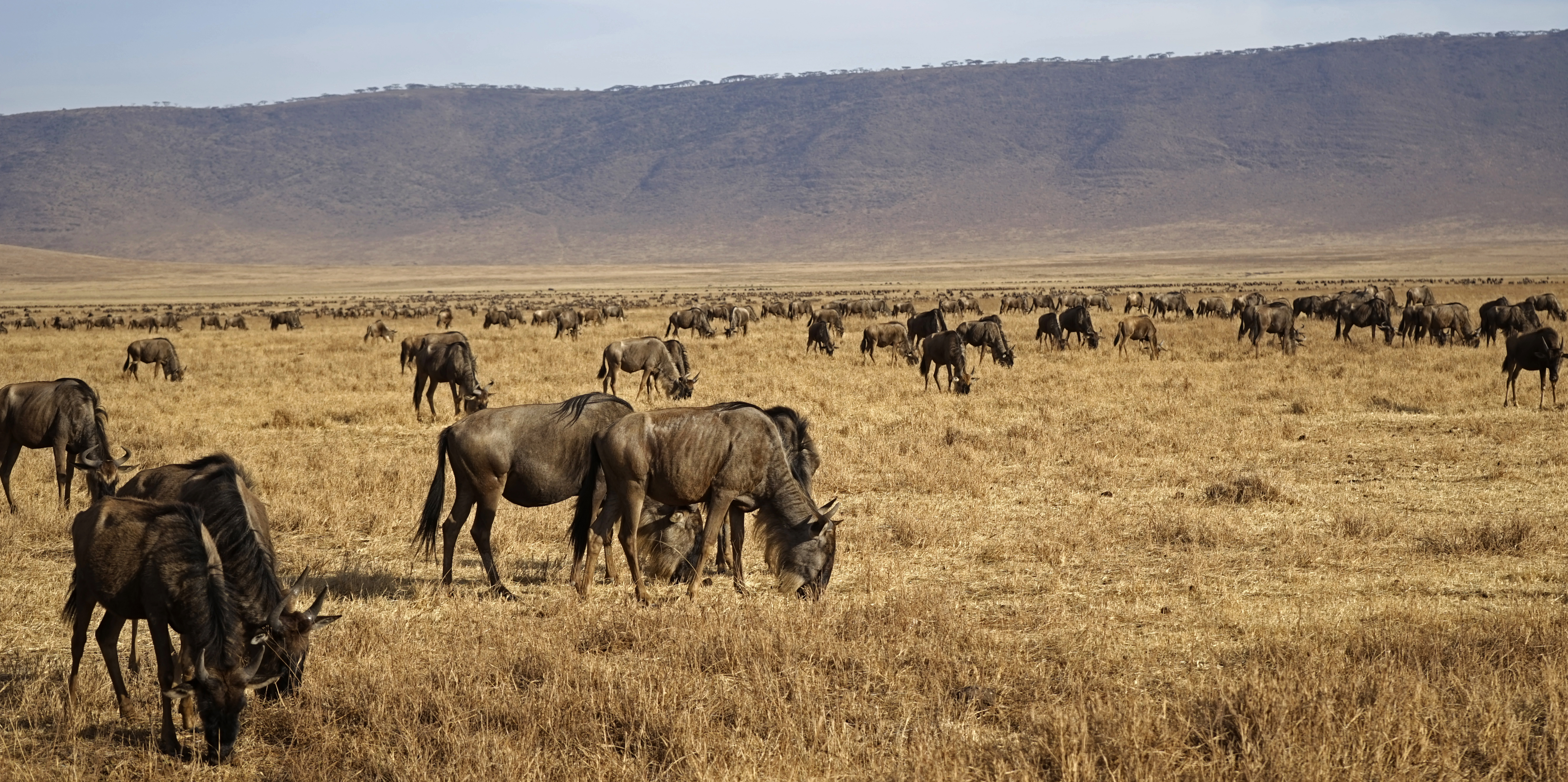 Wildebeest grazing, Ngorongoro Crater