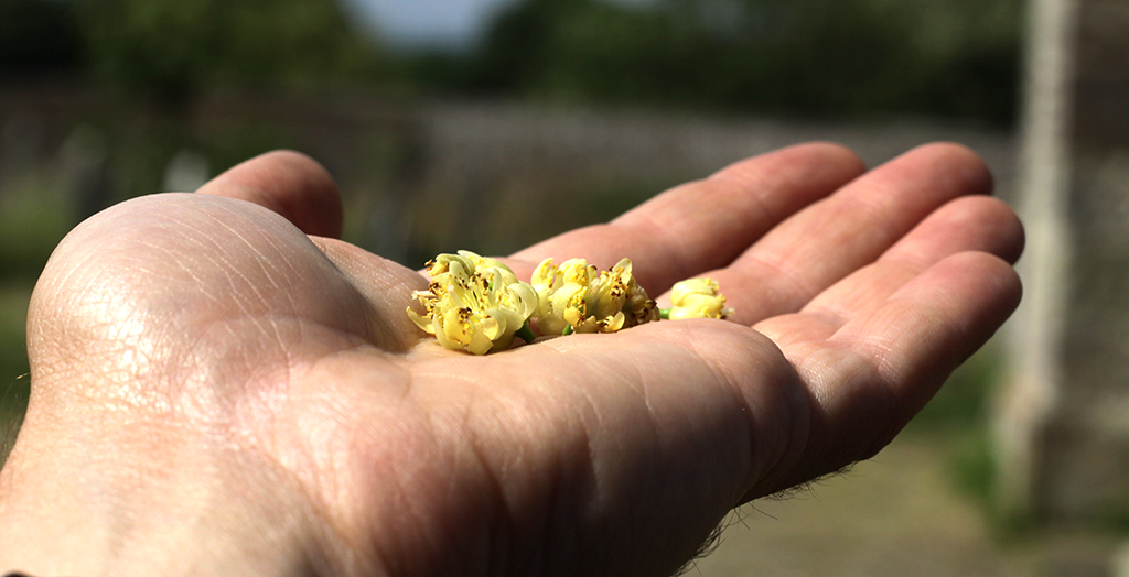 Flowers from a lime tree