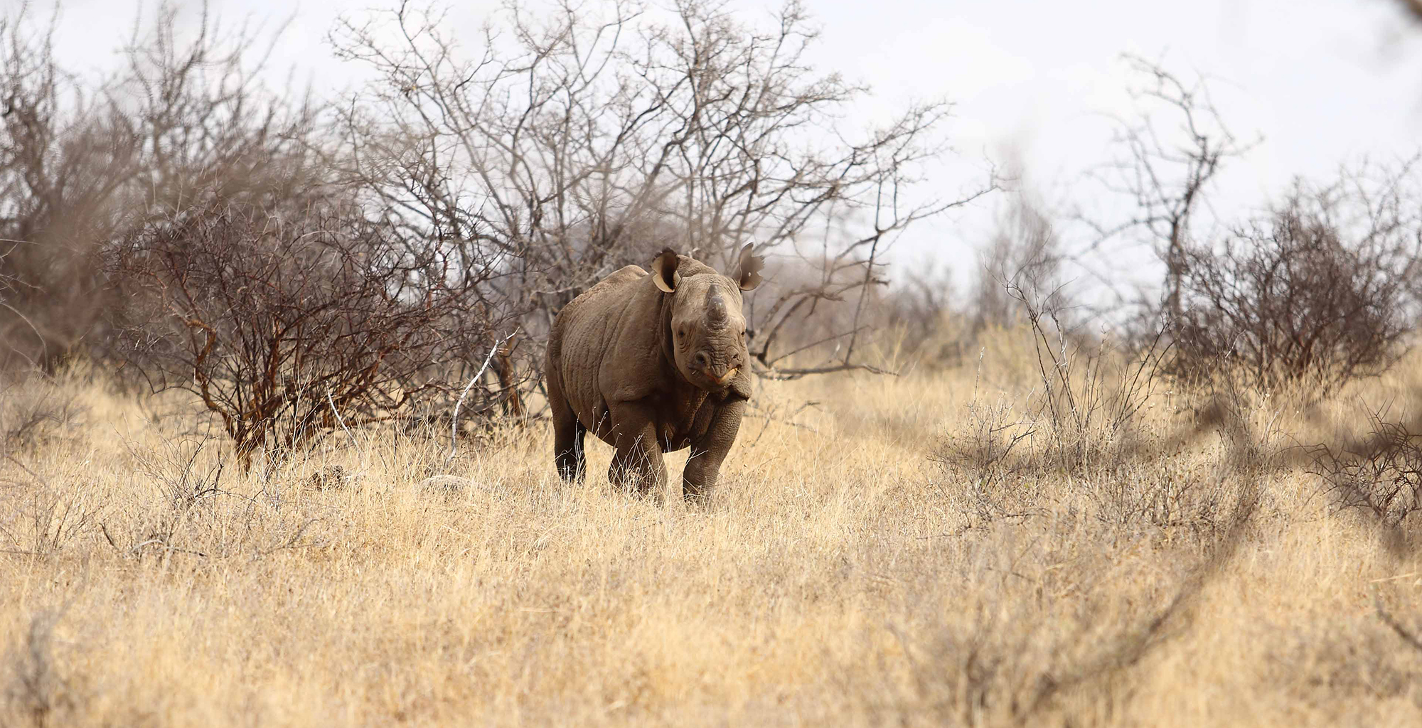 Kenya-Saruni-Rhino-Wild