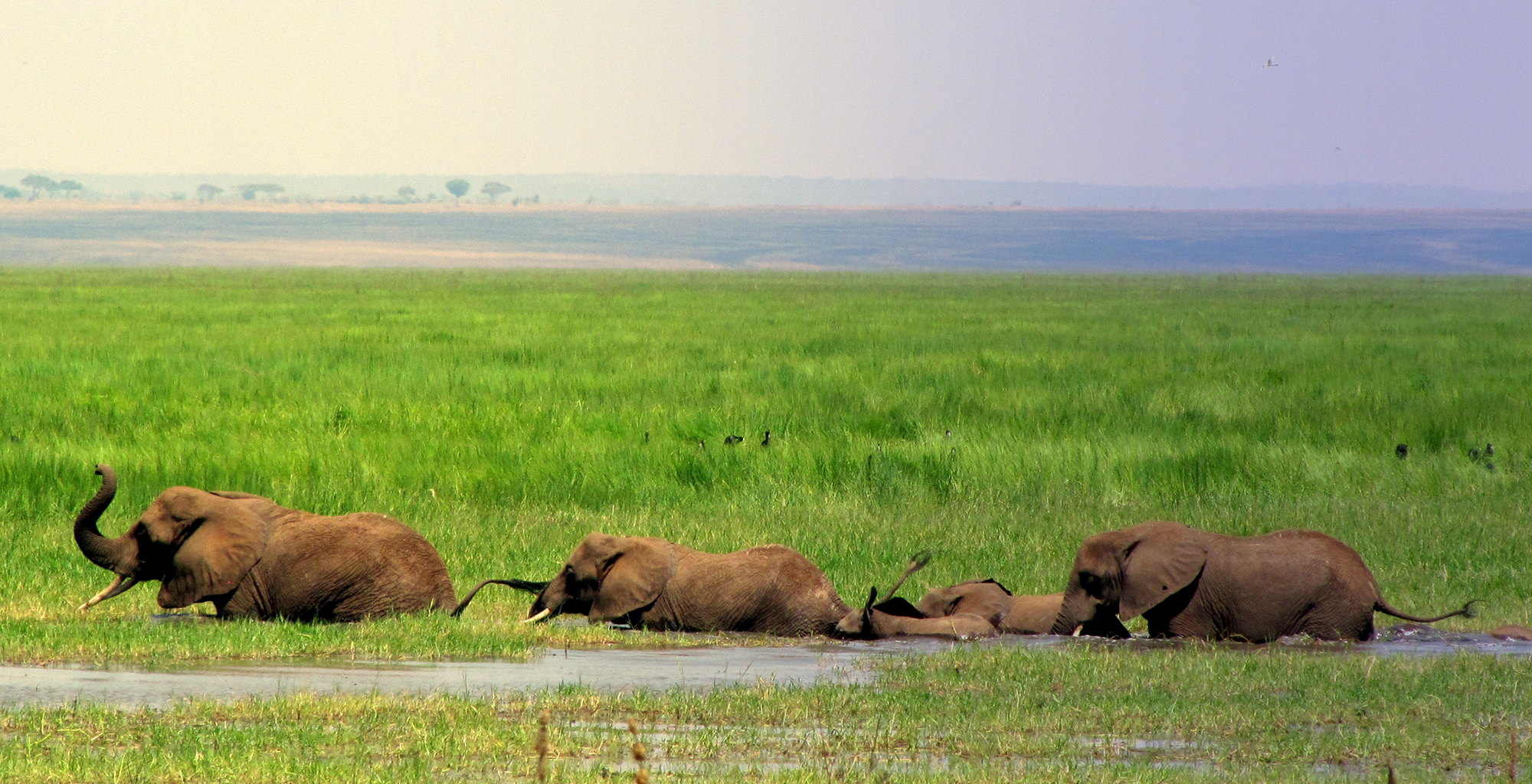 Tanzania-Little-Olivers-Wildlife-Elephants