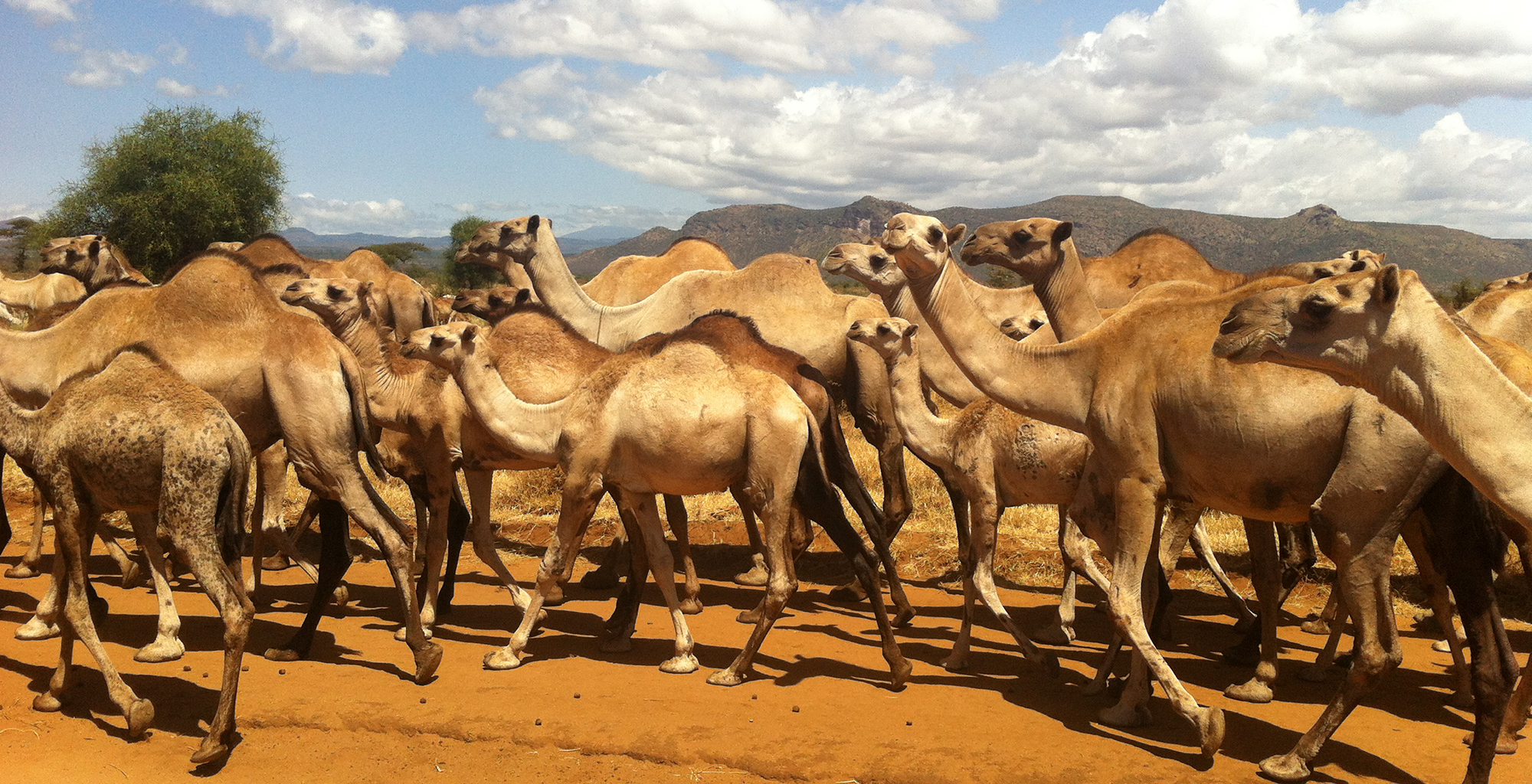 Kenya-Lattitude-Adventures-Camels
