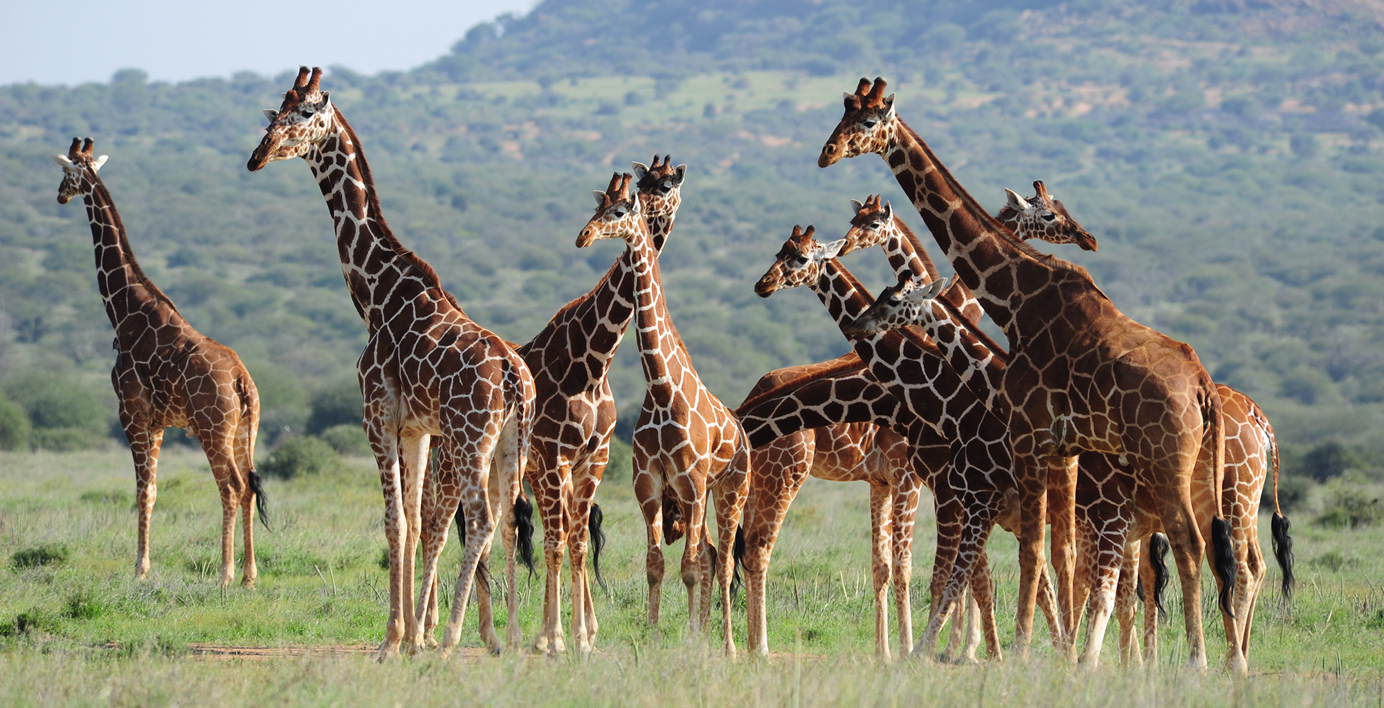 Kenya-Karisia-Safaris-Giraffe