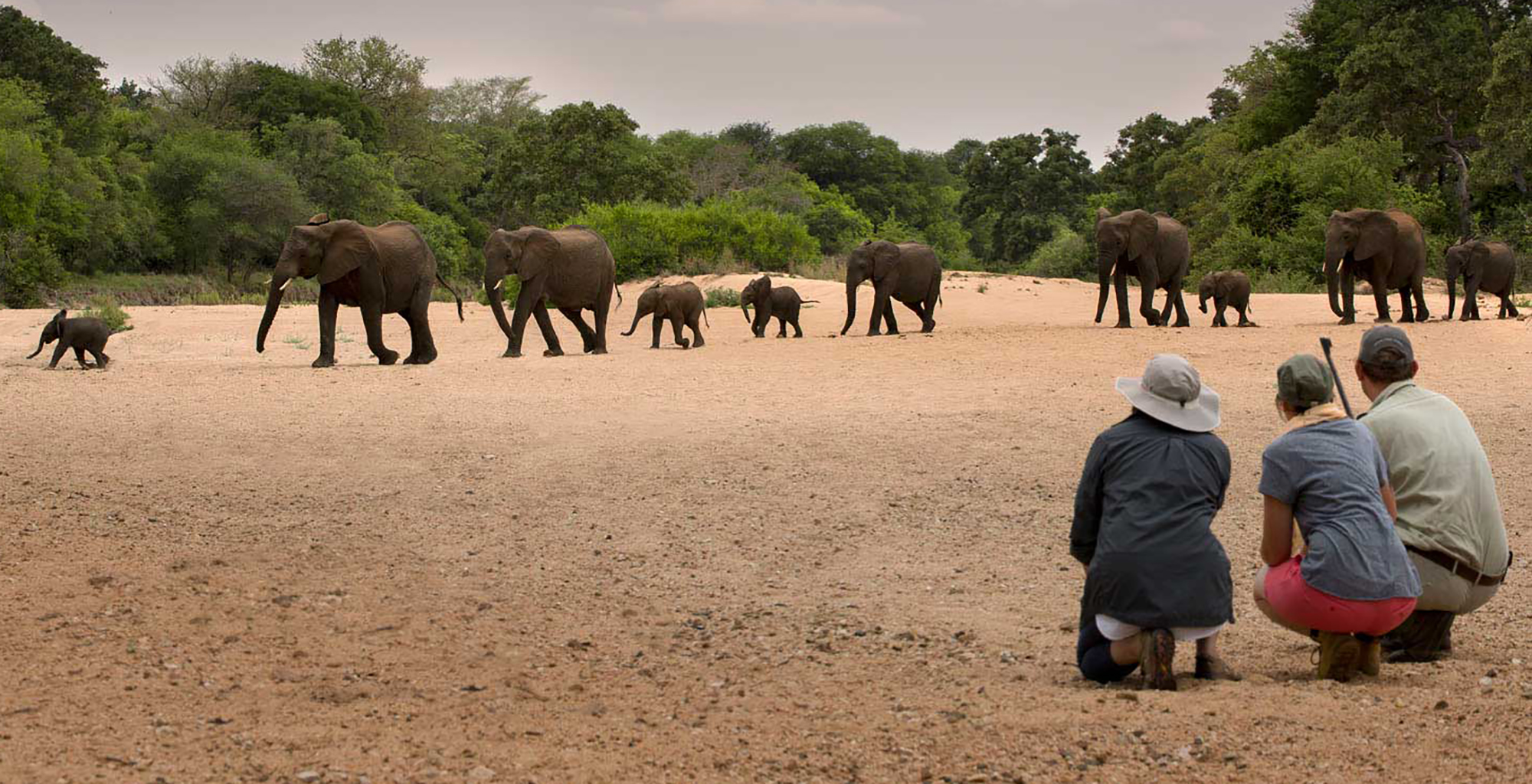 South-Africa-Tanda-Tula-Field-Camp-Wildlife-Elephant