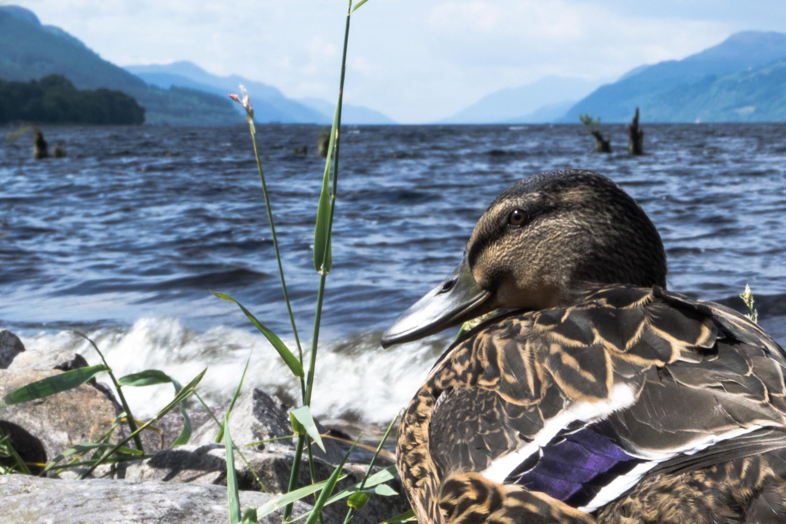 Loch Ness Duck