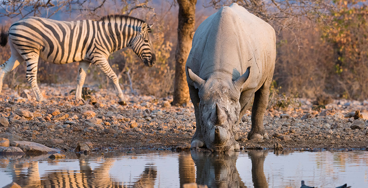 White-Rhino-Drinking-at-a-water-hole-in-Ongava