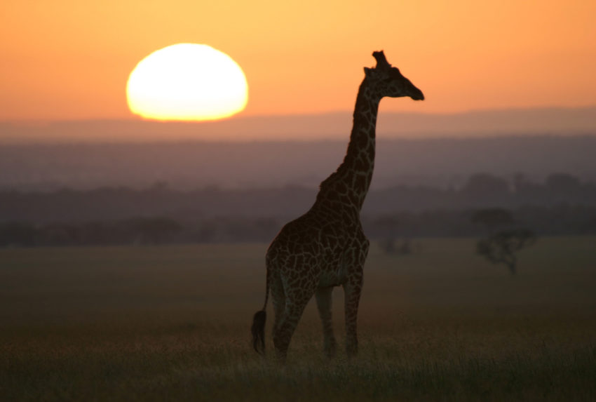 Subeti-Tented-Camp-Tanzania-Wildlife-Giraffe