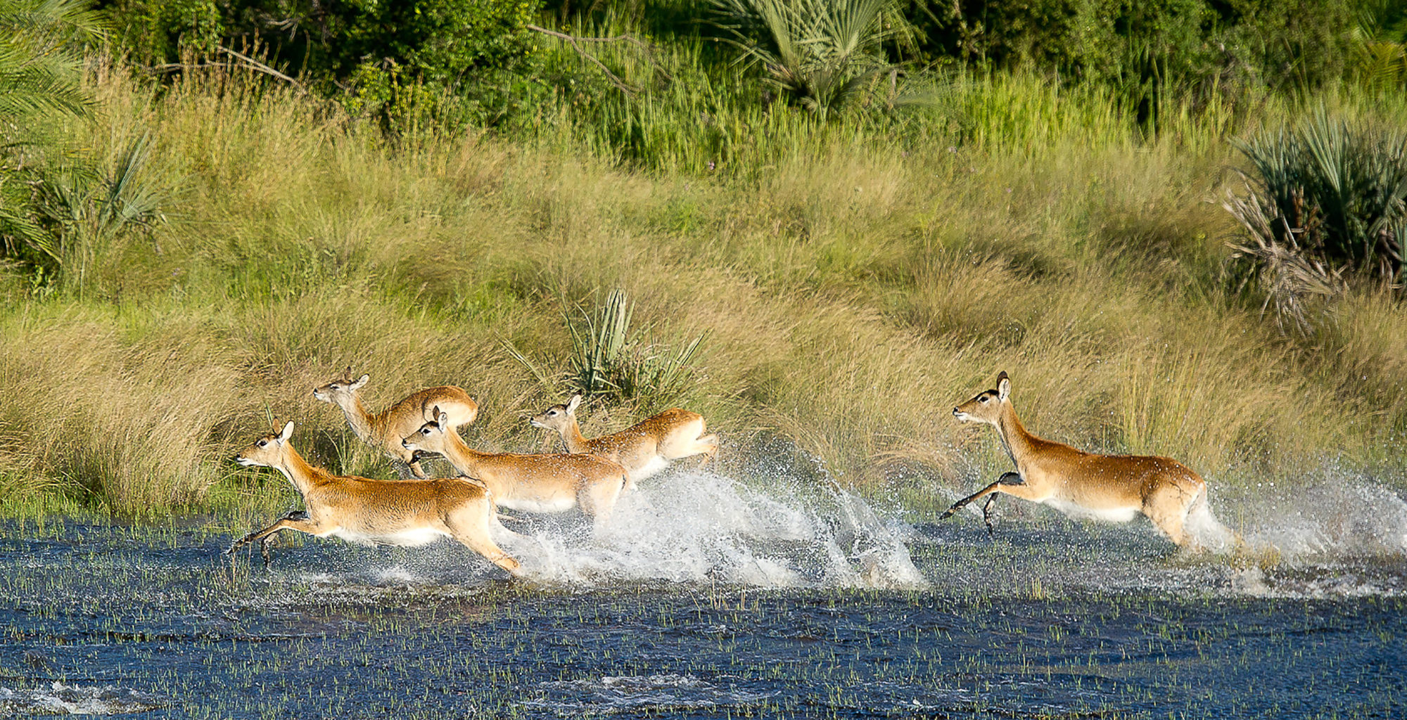 Botswana-Pelo-Camp-Wildlife