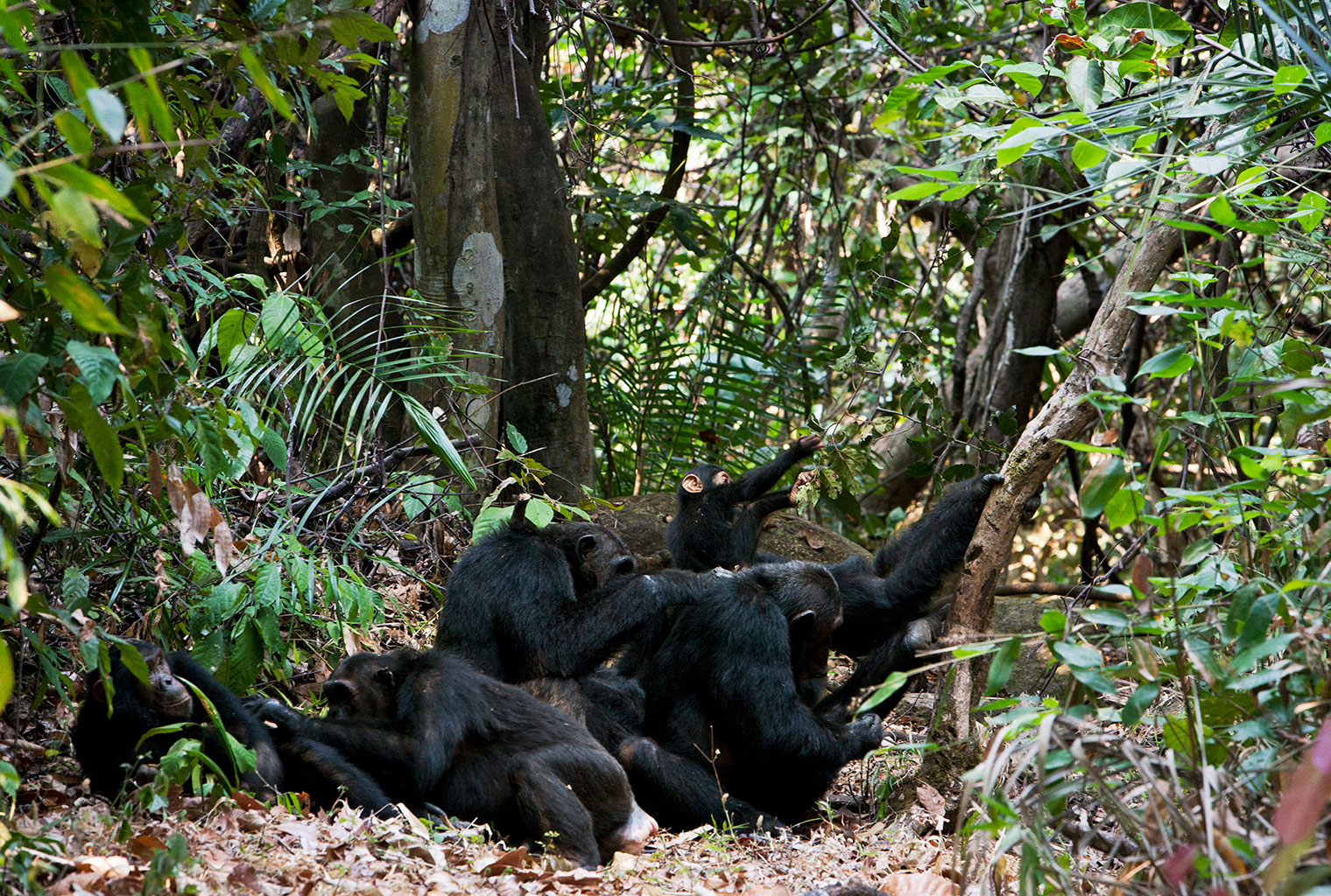 greystoke-mahale-chimps