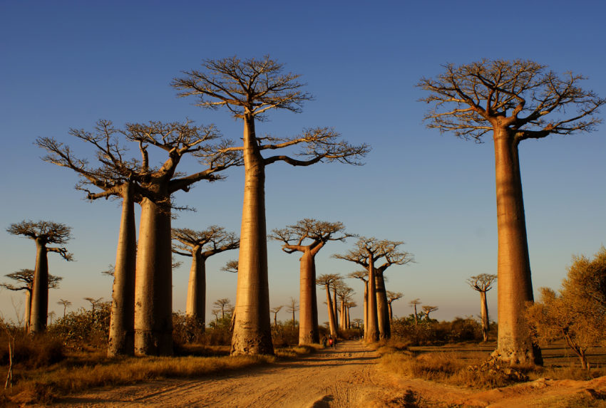 Baobab Alley Morondava