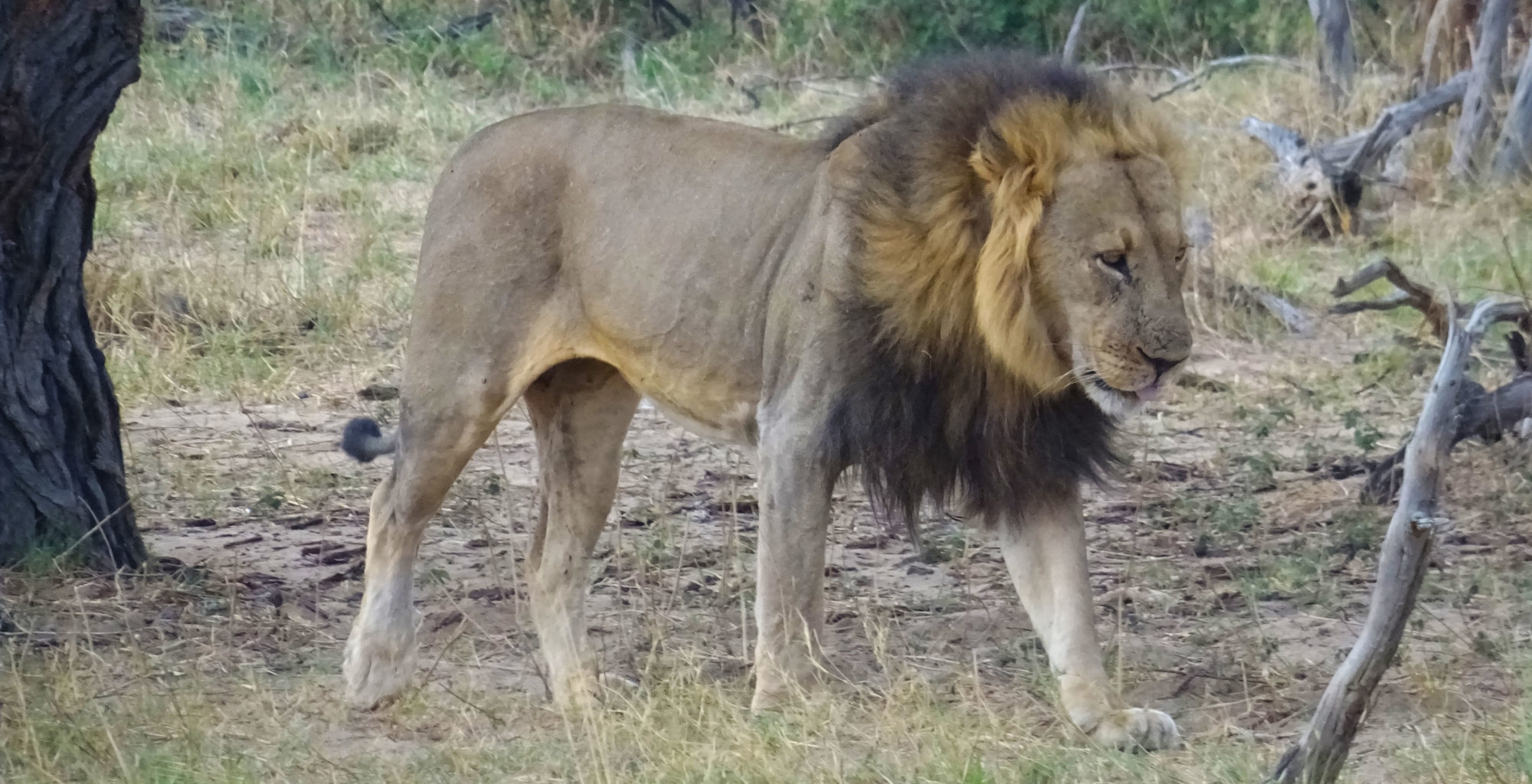 Bubesi-Zimbabwe-Lion
