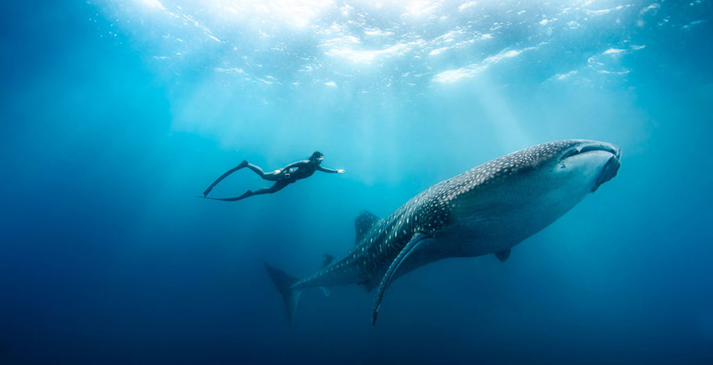 Diving Mozambique Whale