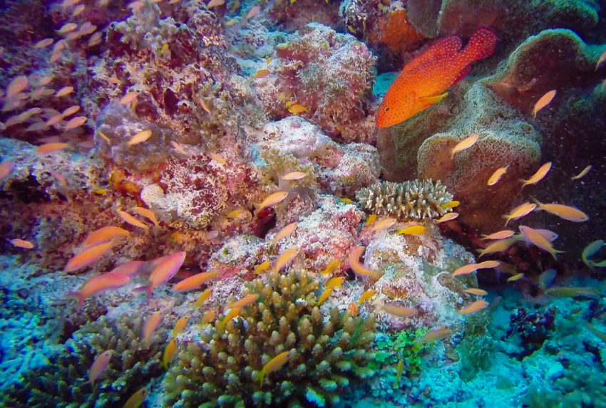 Kevin Matto Vamizi Diving Mozambique