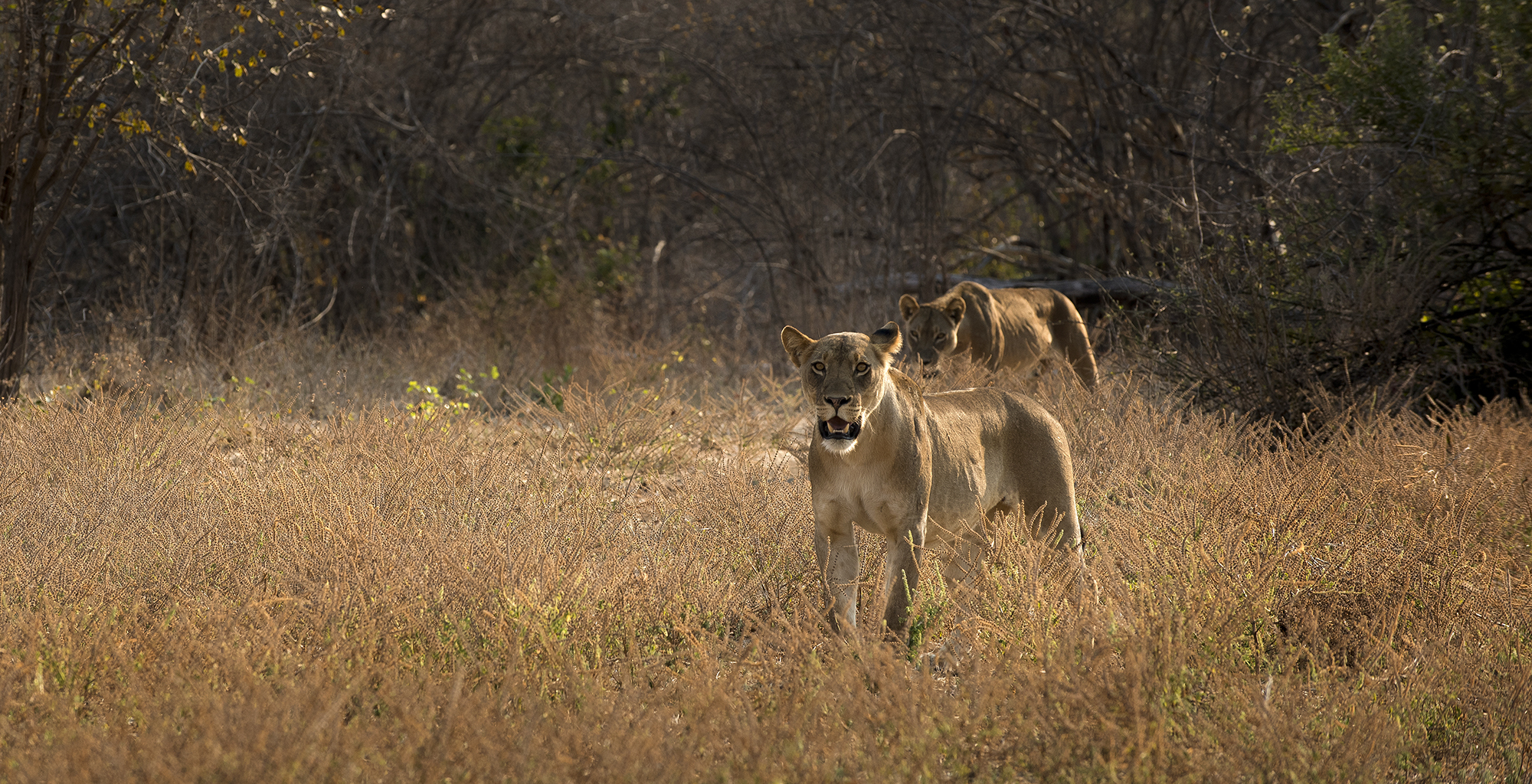 Zimbabwe-Kanga-Camp-Wildlife-Lion