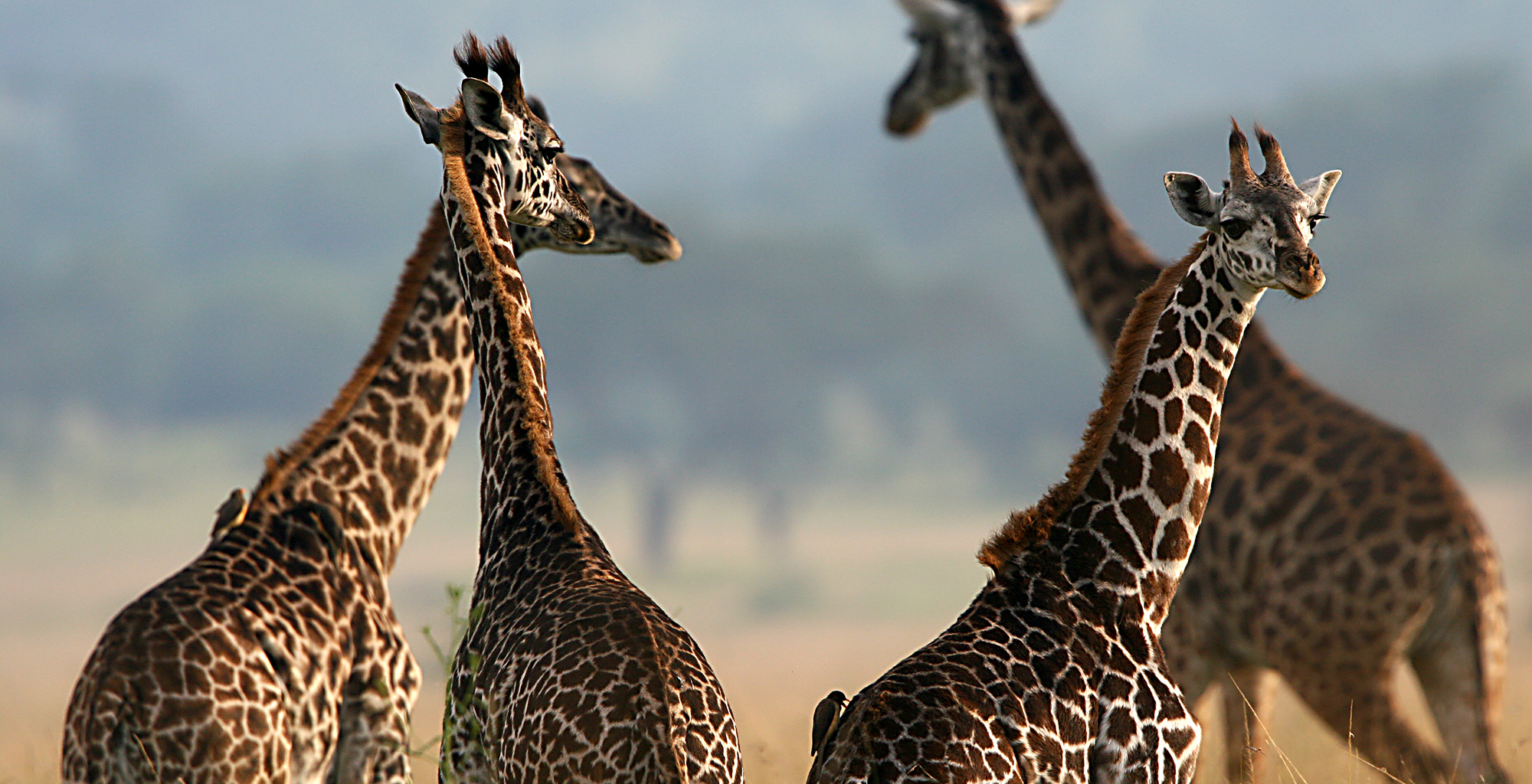 Tanzania-Subeti-Tented-Wildlife-Girafffe