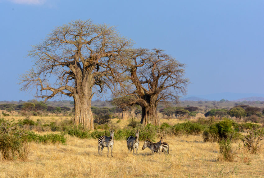 Ruaha National Park. Tanzania