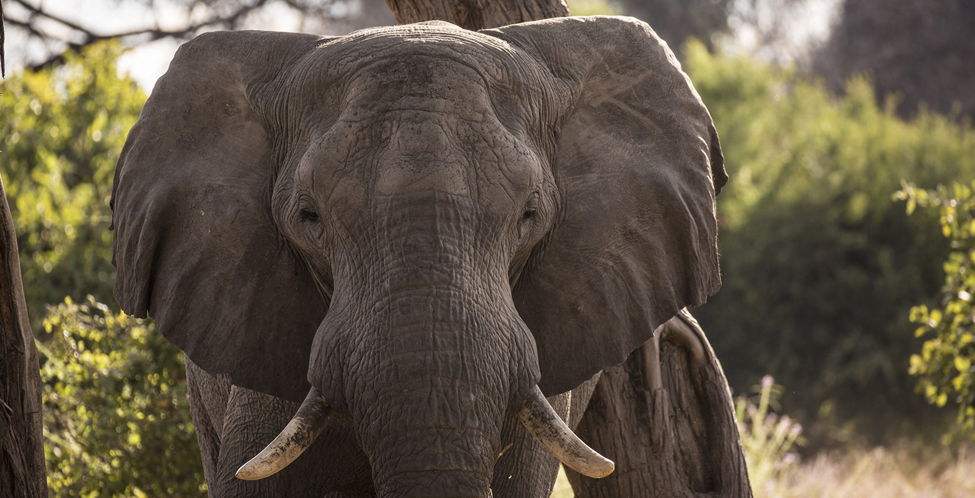 Botswana-Barclay-Stenner-Elephant