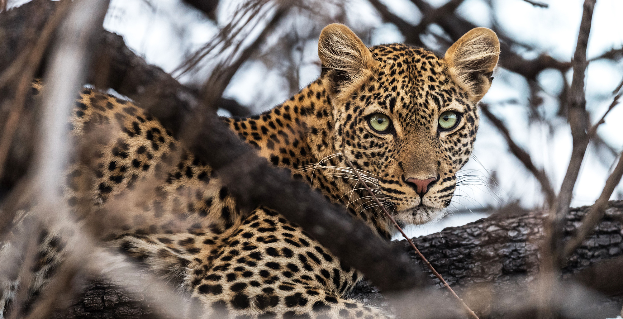 Tanzania-Jabali-Ridge-Wildlife-Leopard