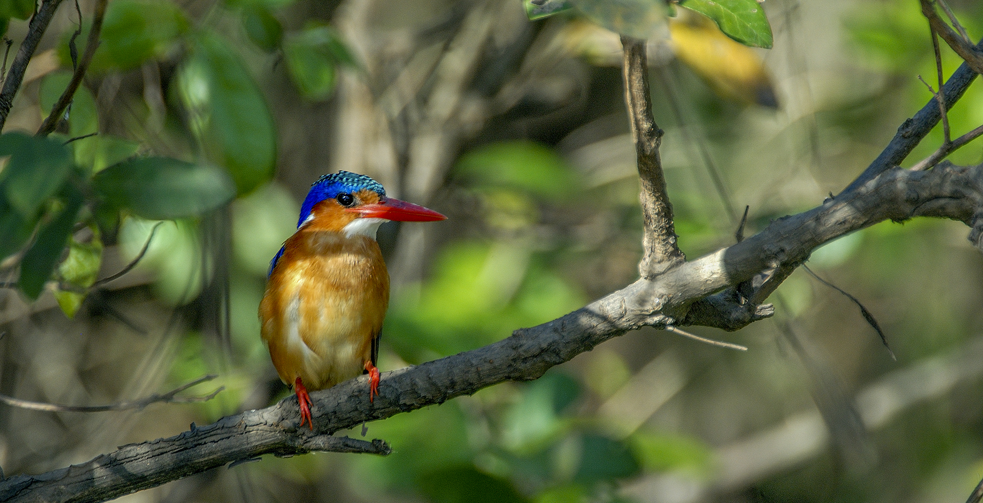Tanzania-Roho-Selous-Wildlife-Kingfisher
