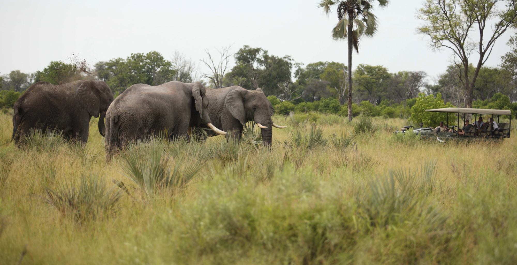 andBeyond-Nxabega-Okavango-Tented-Camp-Elephant