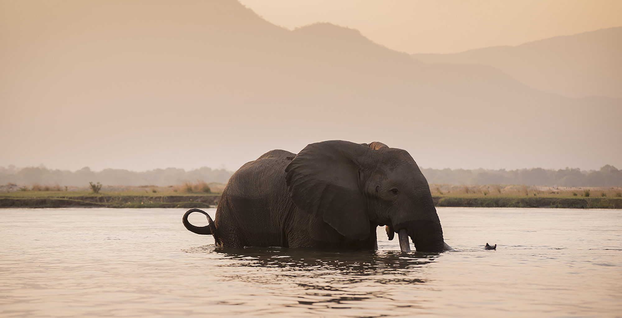 Zimbabwe-Zambezi-Expeditions-Wildlife-Elephant