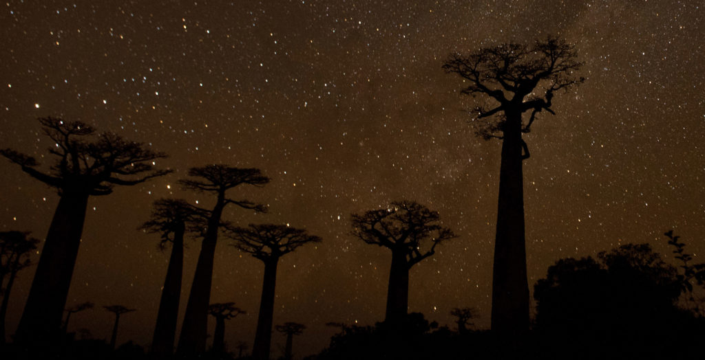 Baobab-Alley-Madagascar-West