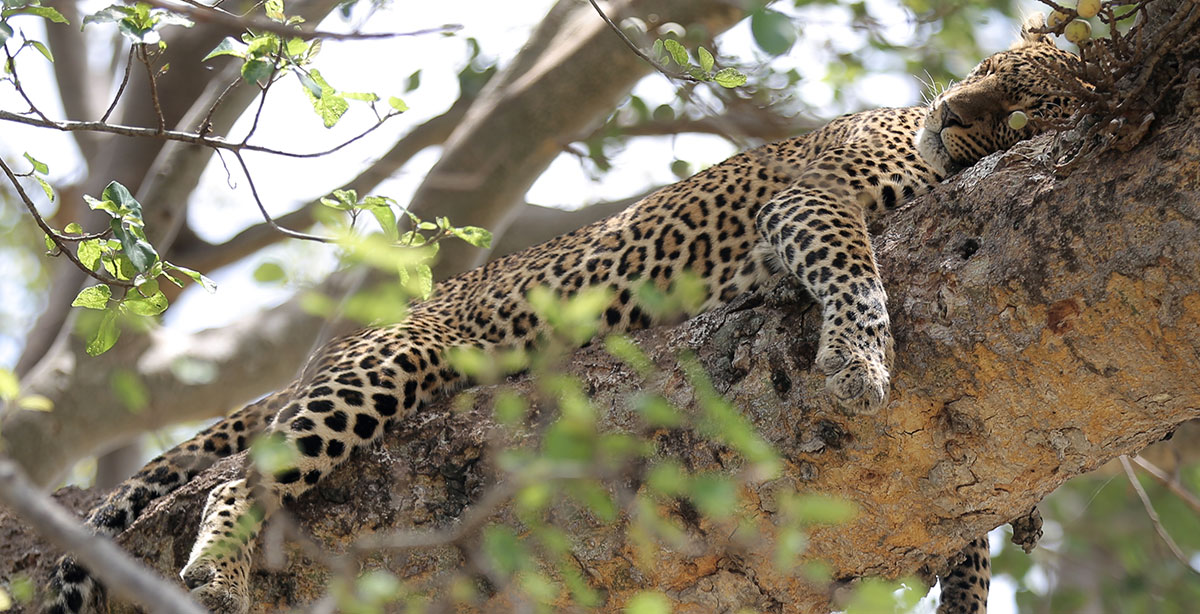 Leopard asleep in a tree