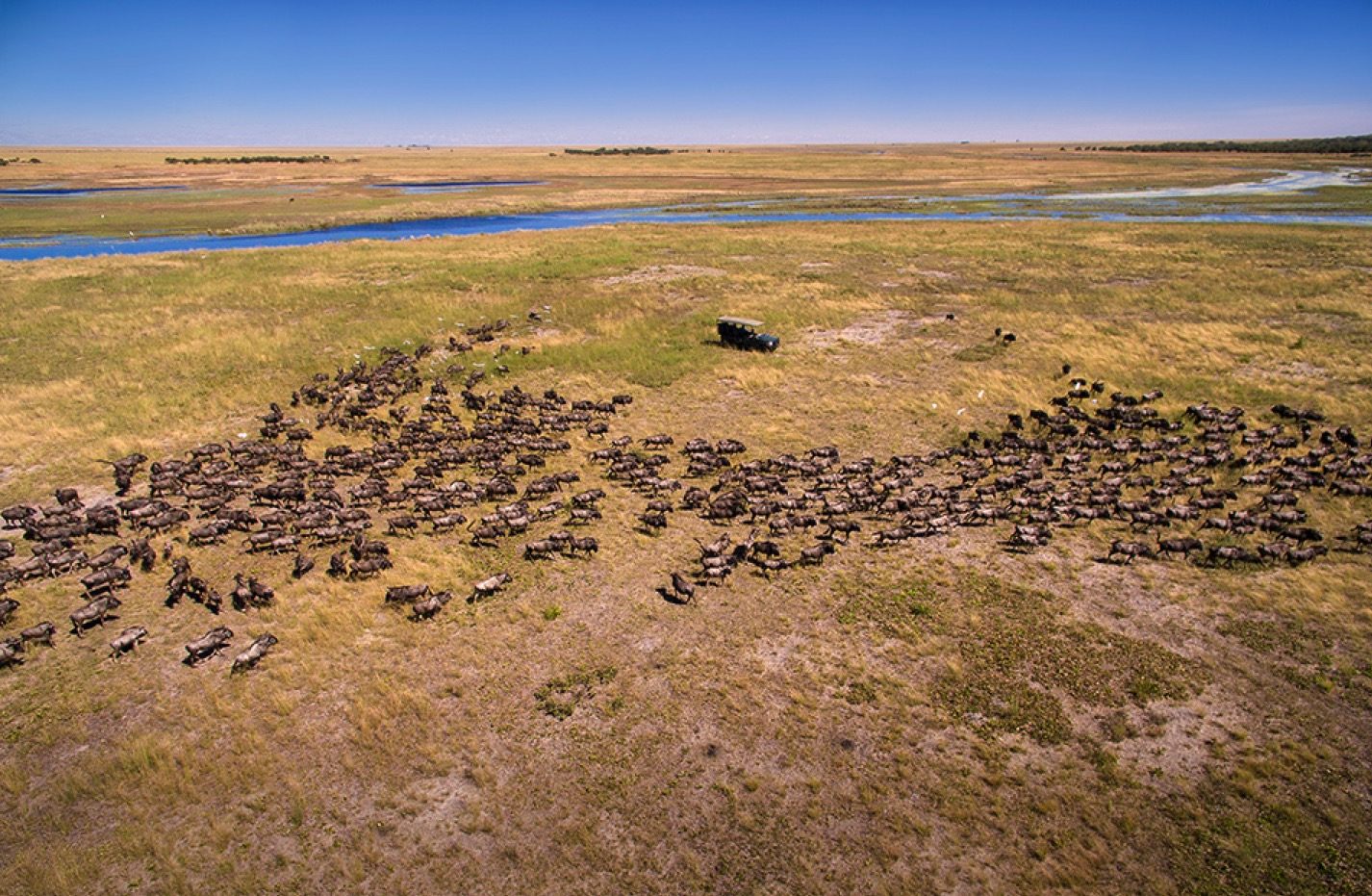 Liuwa Plain National Park Zambia Buffalo Aerial