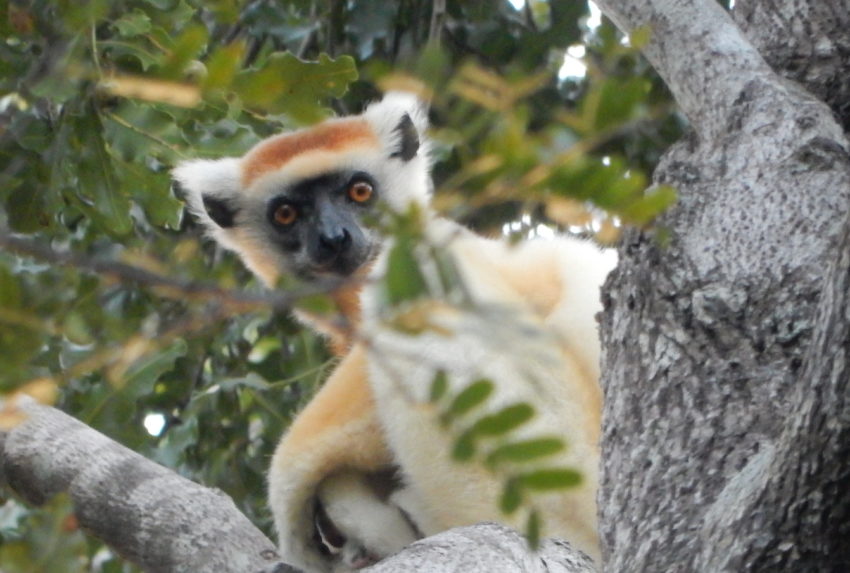 Madagascar Endemic Animal