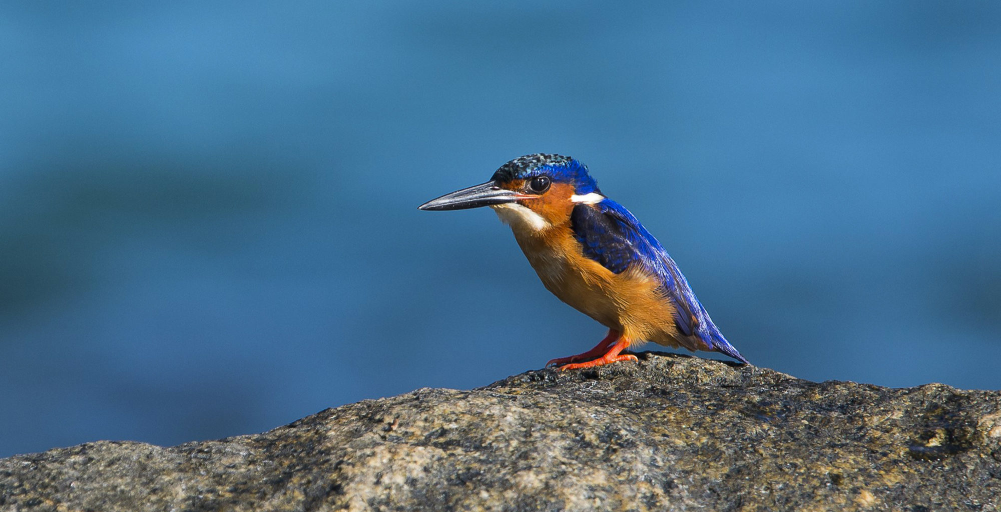 East-Madagascar-Kingfisher