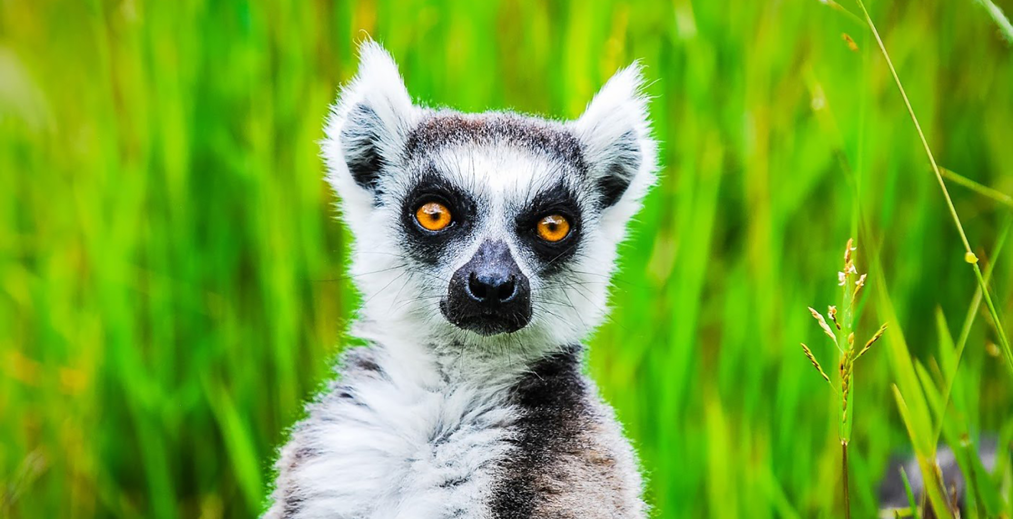 Madagascar-Vakona-Forest-Lodge-Wildlife