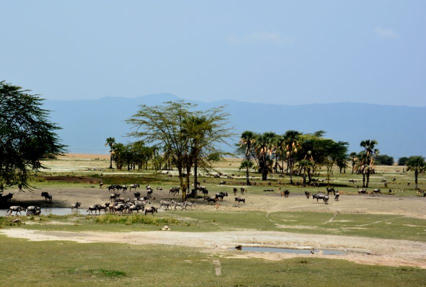 ChemChem Waterhole Wildlife