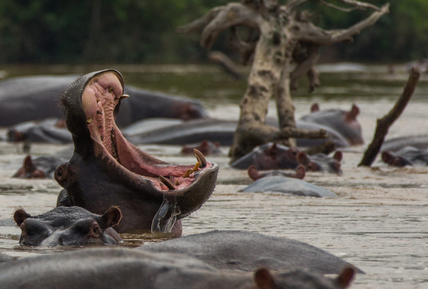 DRC Lulimbi Hippos
