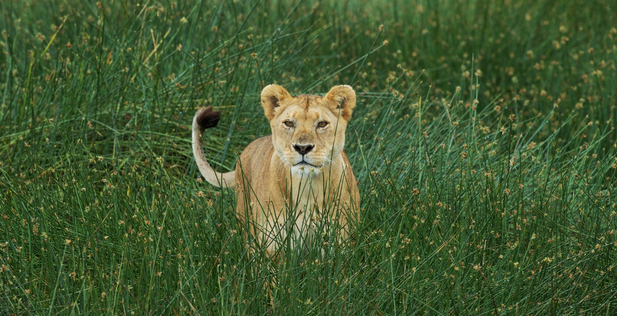 Lioness in Big Marsh Tanzania