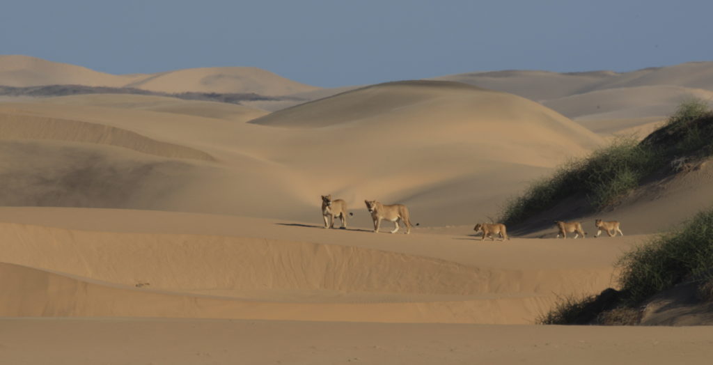 Dr_Flip_Stander Desert Lion Namibia