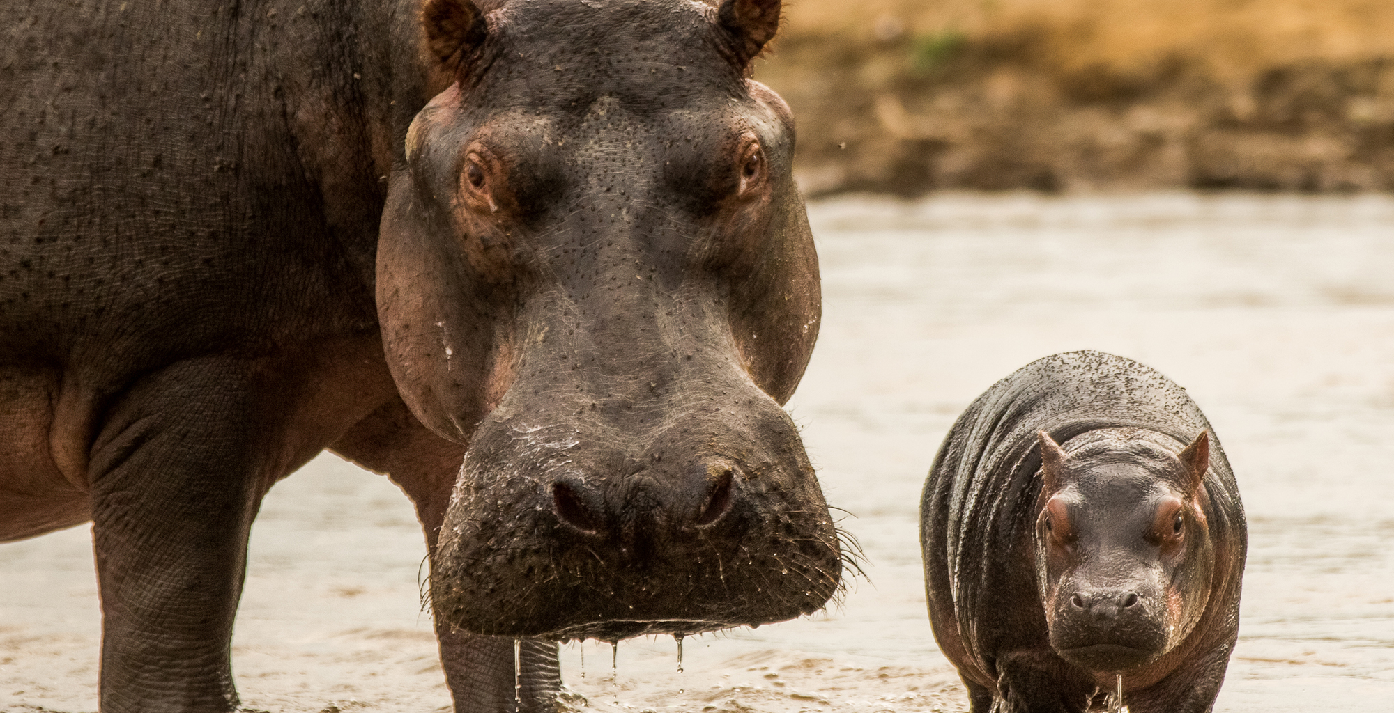 DRC-Verunga-Lulimbi-Tented-Camp-Hippos