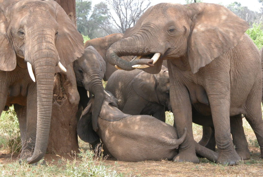 Watching Elephants Kenya