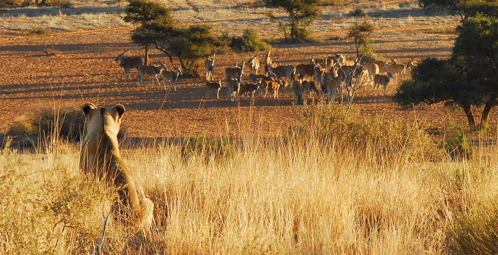 Lion hunt in Tswalu Kalahari