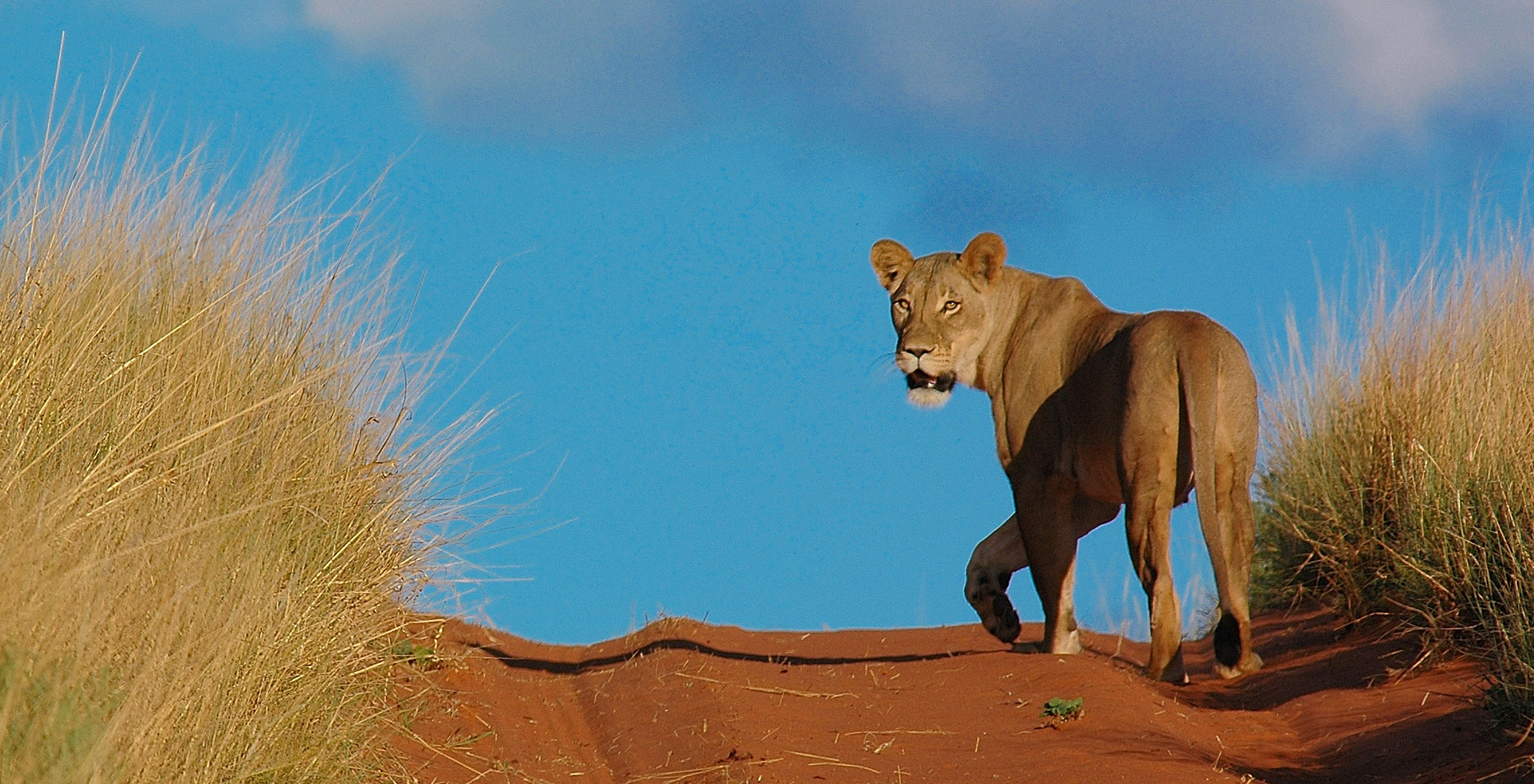Lioness-Tswalu-Kalahri