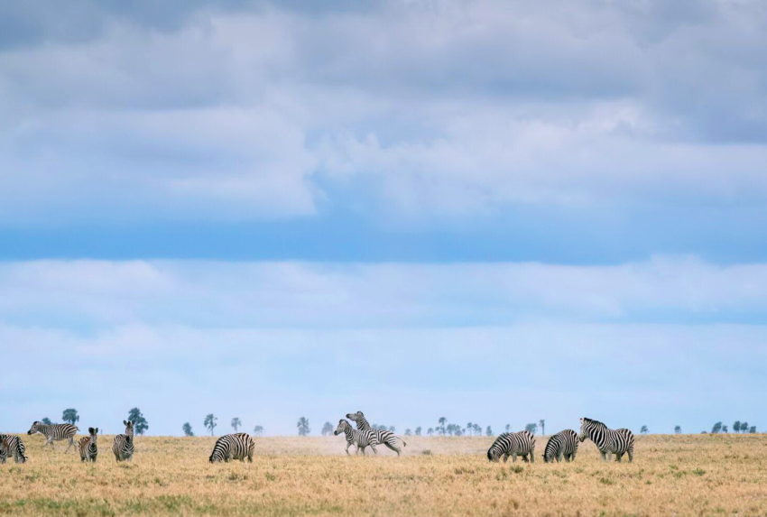 Zebras Magkadigkadi